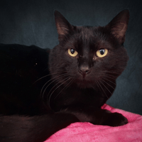 JAROD CHA, chat à adopter