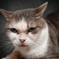 POKAWA CHA, chat à adopter