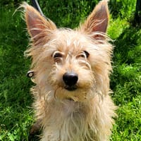 DROOPY, chien à adopter