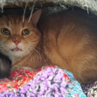 MICKEY, chat à adopter