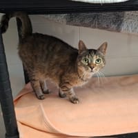 CERISE, chatte à adopter
