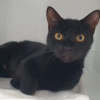 LILOU CHA, chatte à adopter