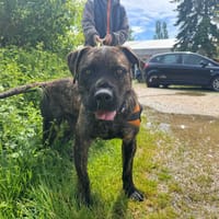 ELVE OAA20020, chien à adopter