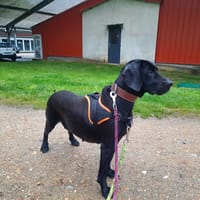 GUCCI OAA20021, chienne à adopter