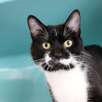Mamour, chat à adopter