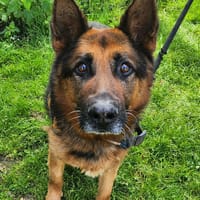 JUNIOR 2, chien à adopter