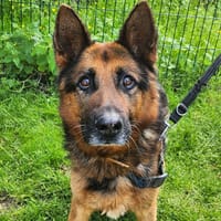 JUNIOR 2, chien à adopter