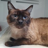 CAÏMAN CHA, chat à adopter