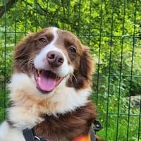 ARABELLA, chienne à adopter