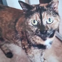 LILOU, chatte à adopter