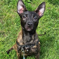 REWA, chienne à adopter