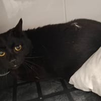 COCO, chat à adopter