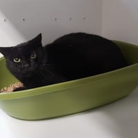 MILKA, chatte à adopter