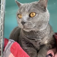 IRIS, chatte à adopter