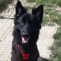 BOUBA, chien à adopter
