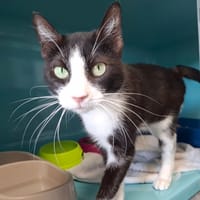MINETTE, chatte à adopter
