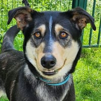 HULIA, chienne à adopter