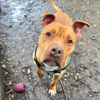 SNICKERS OAA20024, chien à adopter