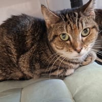LILY, chatte à adopter