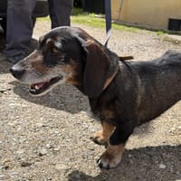 Rebelle, chienne à adopter