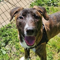 WOOKI, chien à adopter