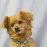 guizmo, chien à adopter