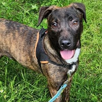 RYLEE, chien à adopter