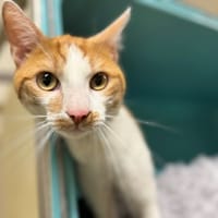 BROCOLI A17421, chat à adopter
