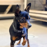 ORSON, chien à adopter