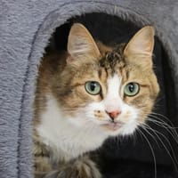 TESS, chatte à adopter