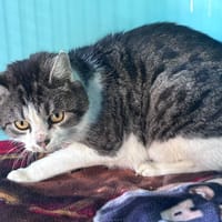 CHIPER A17417, chat à adopter