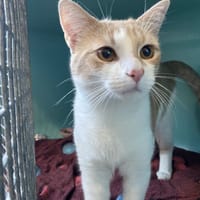 ATLAS, chat à adopter