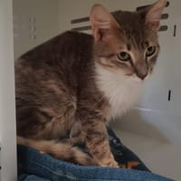 GRIBOUILLE, chat à adopter
