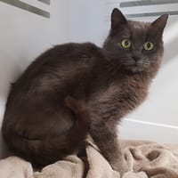 DOUDOU, chatte à adopter