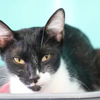 ERZA HAB17561, chatte à adopter