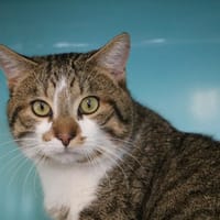 JELLAL HAB17568, chat à adopter