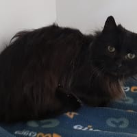 HADES, chat à adopter