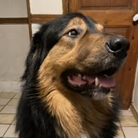 SNOW, chien à adopter