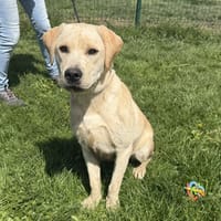 Angus, chien à adopter