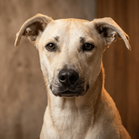 MANDY, chienne à adopter