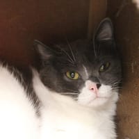 Rosie, chatte à adopter