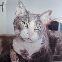 WILLY, chat à adopter