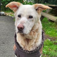 JOLY, chienne à adopter