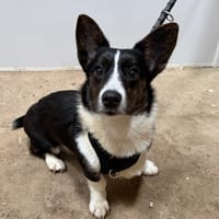 ALICE, chienne à adopter