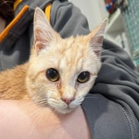 TITUS, chat à adopter