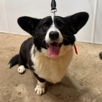 MOCHI, chienne à adopter