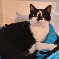 NEIPA, chat à adopter
