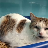 PUPUCE, chatte à adopter
