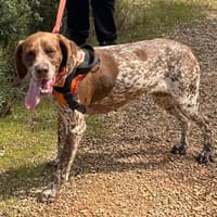 PRINCESSE, chienne à adopter