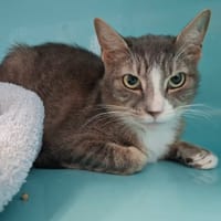 NICKY, chat à adopter